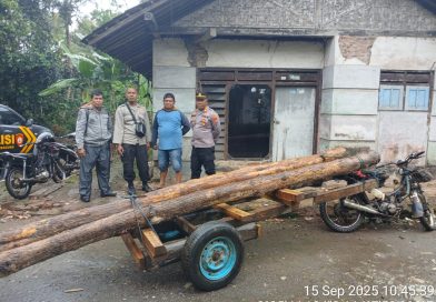 Wow, Polhutmob KPH Banyuwangi Selatan Amankan 38 Batang Kayu Jati Ilegal