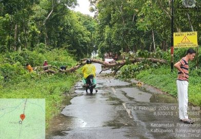 Hujan Disertai Angin Akibatkan Pohan Jati di Purwoharjo Tumbang Tutup Jalan. Hujan Disertai Angin Akibatkan Pohan Jati di Purwoharjo Tumbang Tutup Jalan.