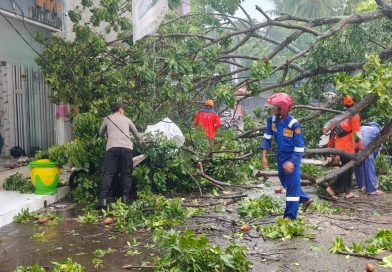 Polsek Banyuwangi dan Instansi Terkait Cepat Evakuasi Pohon Tumbang Usai Hujan Deras di Jl. Kepiting.