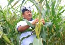 Dukung Ketahanan Pangan Nasional, SAE Paswangi Lapas Banyuwangi Panen 10 Ton Jagung Berkualitas. Dukung Ketahanan Pangan Nasional, SAE Paswangi Lapas Banyuwangi Panen 10 Ton Jagung Berkualitas.