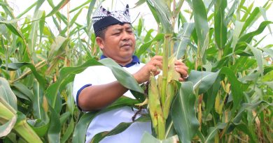 Dukung Ketahanan Pangan Nasional, SAE Paswangi Lapas Banyuwangi Panen 10 Ton Jagung Berkualitas.
