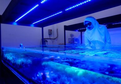 Permintaan Koral Hias Banyuwangi Dilirik Pasar Dunia, China & AS Jadi Pasar Utama.