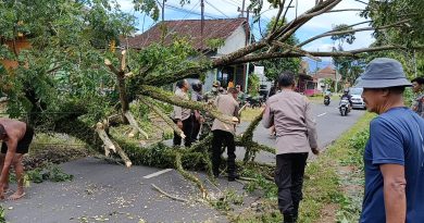 Sinergi TNI-Polri dan Warga Evakuasi Pohon Tumbang di Depan KUD Songgon Pagi Ini. Sinergi TNI-Polri dan Warga Evakuasi Pohon Tumbang di Depan KUD Songgon Pagi Ini.