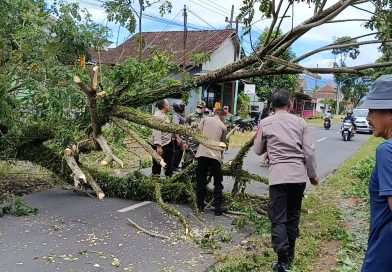 Sinergi TNI-Polri dan Warga Evakuasi Pohon Tumbang di Depan KUD Songgon Pagi Ini. Sinergi TNI-Polri dan Warga Evakuasi Pohon Tumbang di Depan KUD Songgon Pagi Ini.