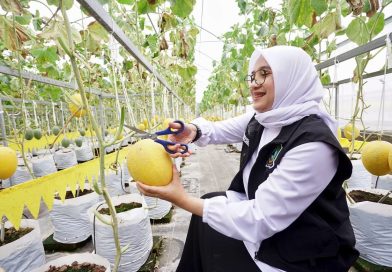 Pertanian Jadi Motor Ekonomi Banyuwangi, Ipuk Fiestiandani Tinjau Budidaya Melon Hidroponik di Kalibaru. Pertanian Jadi Motor Ekonomi Banyuwangi, Ipuk Fiestiandani Tinjau Budidaya Melon Hidroponik di Kalibaru.