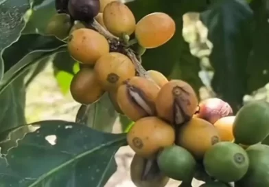 Jadi Emas Hijau, Kopi Arabika Langka dari Lereng Gunung Raung Banyuwangi Siap Mendunia. Jadi Emas Hijau, Kopi Arabika Langka dari Lereng Gunung Raung Banyuwangi Siap Mendunia.