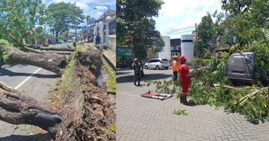 Pohon Tumbang di Jalan KH Imam Bahari dan RSUD Genteng, Tiga Orang Terluka dan Mobil Terparkir Rusak.