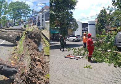 Pohon Tumbang di Jalan KH Imam Bahari dan RSUD Genteng, Tiga Orang Terluka dan Mobil Terparkir Rusak.