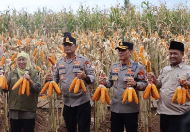 Sokong 30% Kebutuhan Nasional, Kapolda Jatim dan Gubernur Khofifah Panen Raya Jagung di Banyuwangi. Sokong 30% Kebutuhan Nasional, Kapolda Jatim dan Gubernur Khofifah Panen Raya Jagung di Banyuwangi.