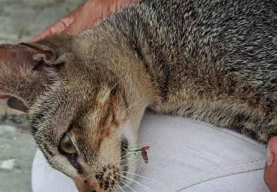 Aksi Heroik Damkarmat Banyuwangi Selamatkan Kucing yang Mulutnya Tertancap Mata Kail. Aksi Heroik Damkarmat Banyuwangi Selamatkan Kucing yang Mulutnya Tertancap Mata Kail.