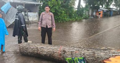 Hujan Deras dan Angin Kencang di Gambiran Banyuwangi, Pohon Tumbang Tutup Akses Jalan Depan RS Al-Huda.