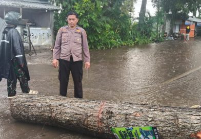 Hujan Deras dan Angin Kencang di Gambiran Banyuwangi, Pohon Tumbang Tutup Akses Jalan Depan RS Al-Huda. Hujan Deras dan Angin Kencang di Gambiran Banyuwangi, Pohon Tumbang Tutup Akses Jalan Depan RS Al-Huda.