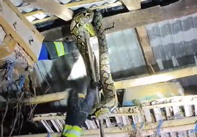 Teror Ular Piton 3,5 Meter di Atap Kandang, Damkarmat Banyuwangi Bergerak Cepat. Teror Ular Piton 3,5 Meter di Atap Kandang, Damkarmat Banyuwangi Bergerak Cepat.