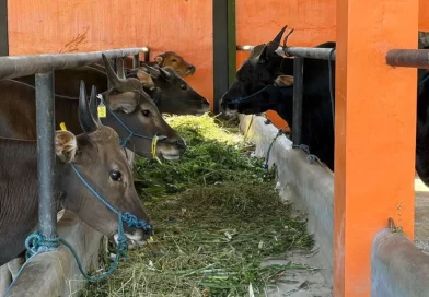 Jelang Idul Adha 2026, Banyuwangi Gencarkan Vaksinasi PMK untuk Jamin Kesehatan Hewan Kurban.