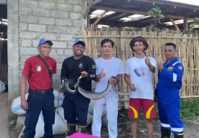 Mangsa Bebek di Kandang Warga di Kecamatan Kabat, Ular Piton Dievakuasi Damkar Kab. Banyuwangi.