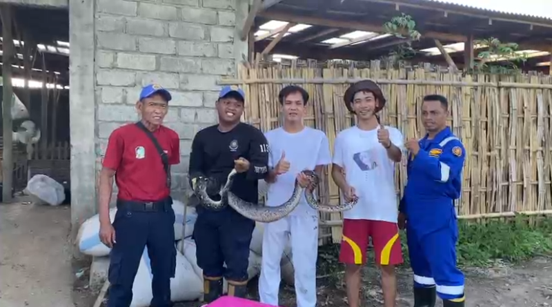 Mangsa Bebek di Kandang Warga di Kecamatan Kabat, Ular Piton Dievakuasi Damkar Kab. Banyuwangi.