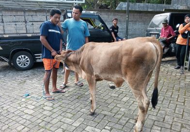 Pencurian Sapi di Licin Banyuwangi Terungkap, Pelaku Jual Hasil Curian Rp 6 Juta dan Terancam 7 Tahun Penjara.