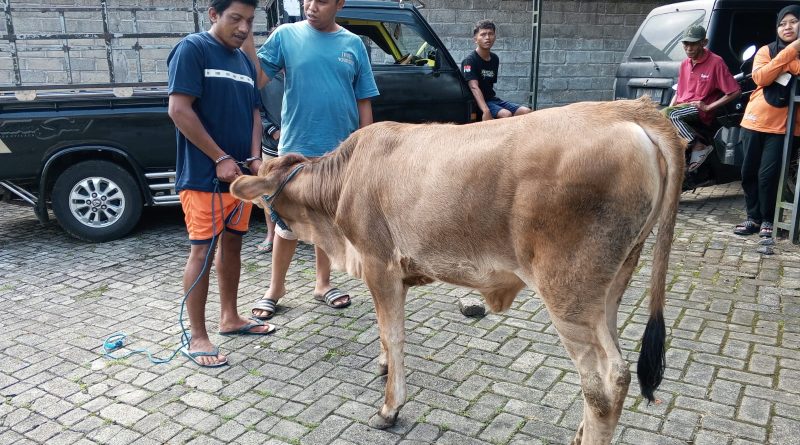 Pencurian Sapi di Licin Banyuwangi Terungkap, Pelaku Jual Hasil Curian Rp 6 Juta dan Terancam 7 Tahun Penjara.