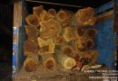 Polisi Tangkap 2 Pelaku Illegal Logging di Hutan KPH Banyuwangi Selatan, 28 Batang Kayu Jati Diamankan.