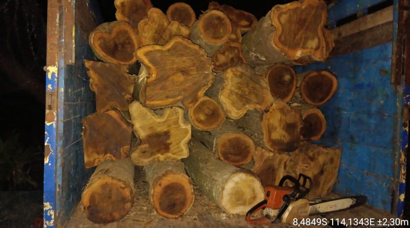 Polisi Tangkap 2 Pelaku Illegal Logging di Hutan KPH Banyuwangi Selatan, 28 Batang Kayu Jati Diamankan.